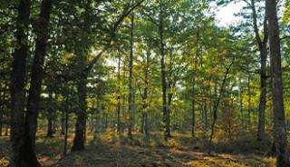 La forêt de Boulogne