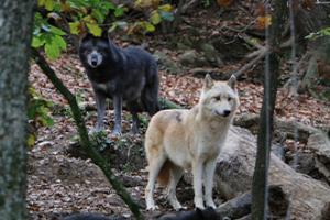 Le parc zoologique de Saint-Martin La Plaine